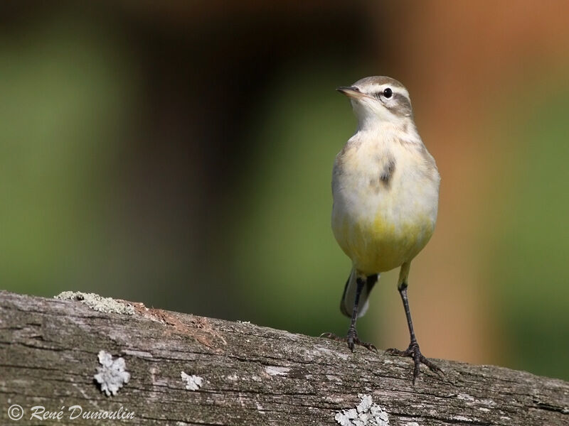 Western Yellow Wagtail female adult post breeding, identification