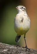 Western Yellow Wagtail