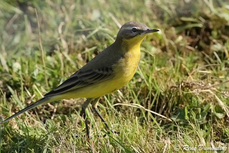 Western Yellow Wagtail male adult, identification