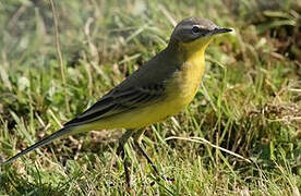 Western Yellow Wagtail