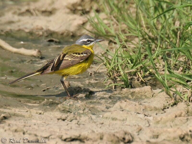 Western Yellow Wagtail male adult