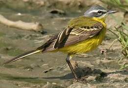 Western Yellow Wagtail