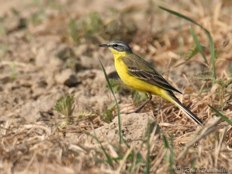 Western Yellow Wagtail