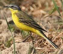 Western Yellow Wagtail