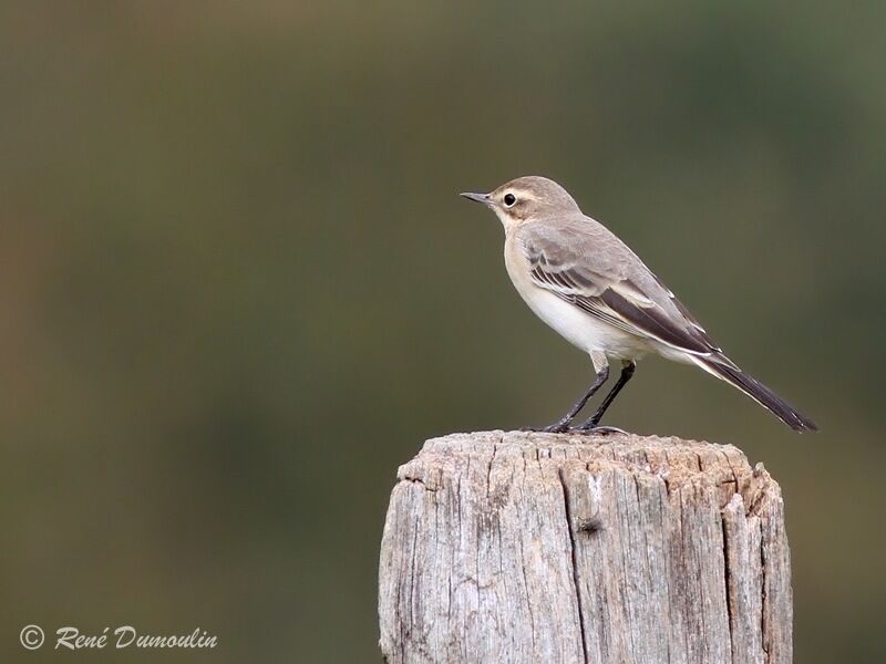 Western Yellow Wagtailjuvenile, identification