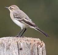 Western Yellow Wagtail