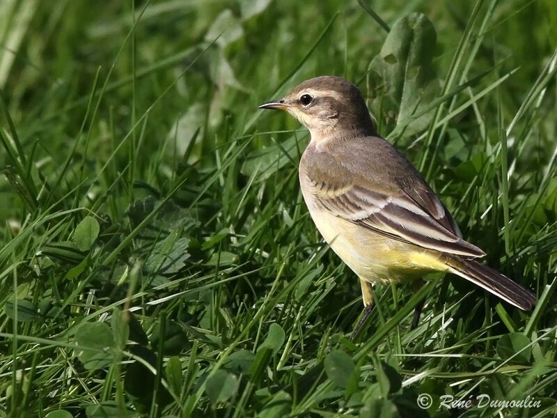 Western Yellow Wagtail female adult, identification