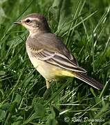 Western Yellow Wagtail