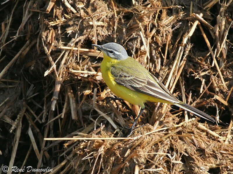 Bergeronnette printanière mâle adulte