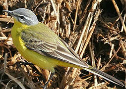 Western Yellow Wagtail