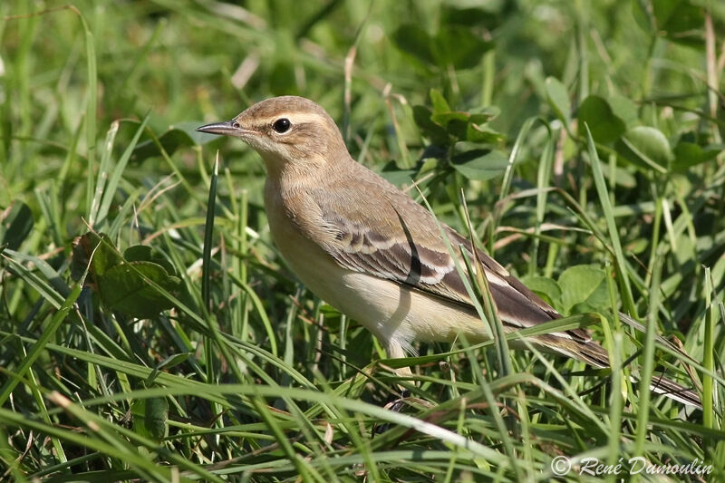 Bergeronnette printanièrejuvénile, identification