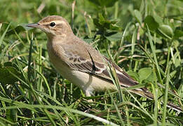 Western Yellow Wagtail