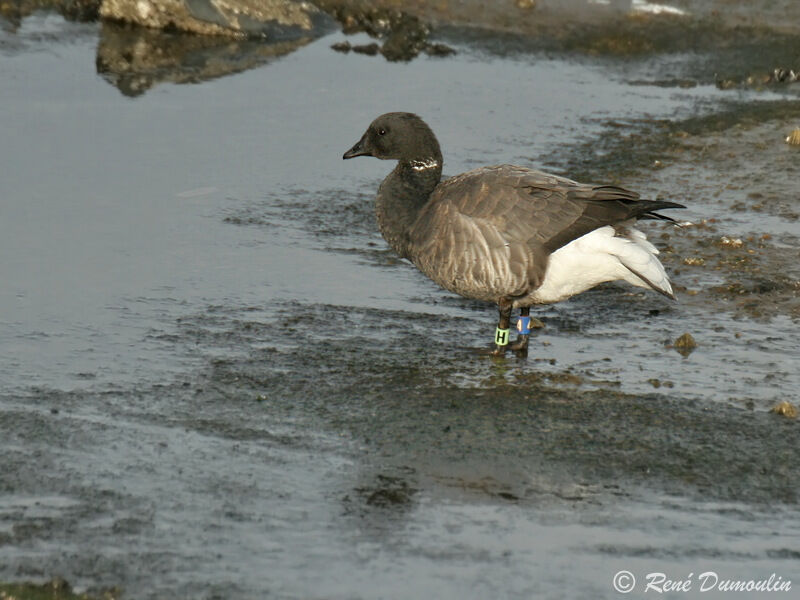 Brant Gooseadult