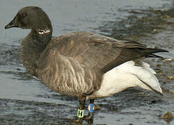 Brant Goose