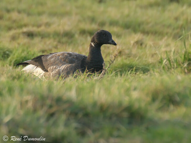 Brant Goose