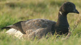 Brant Goose