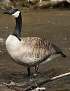 Canada Goose