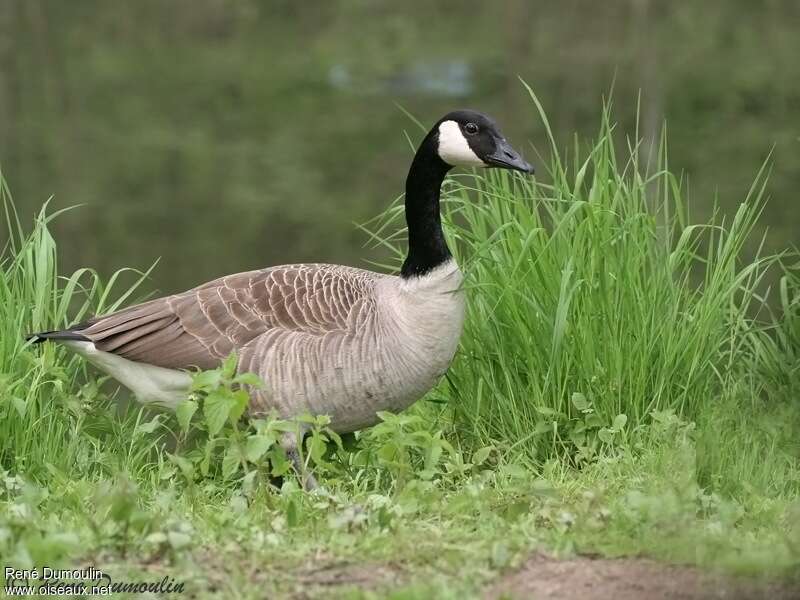 Canada Gooseadult