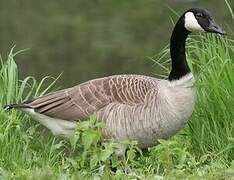 Canada Goose