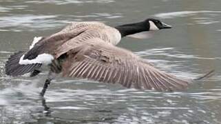 Canada Goose