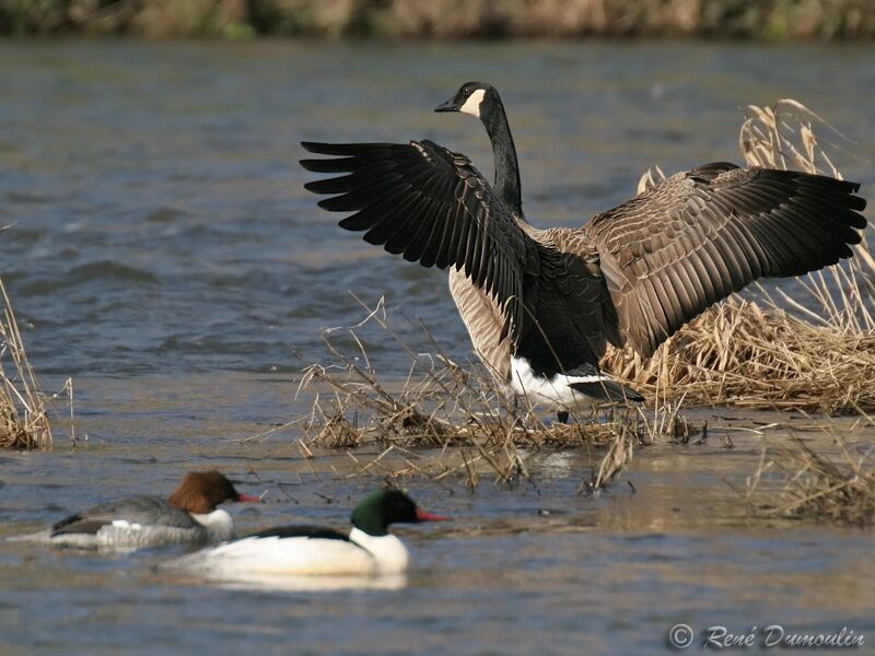 Canada Gooseadult