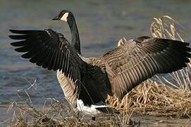 Canada Goose