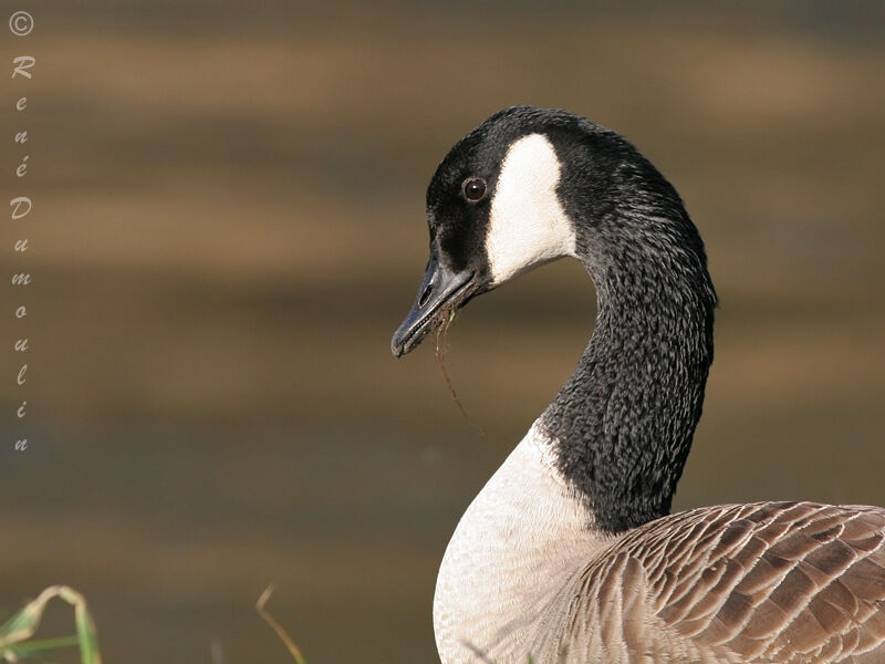 Canada Gooseadult