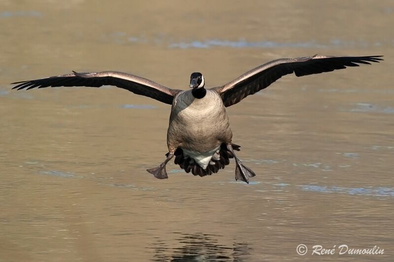 Canada Gooseadult, Flight