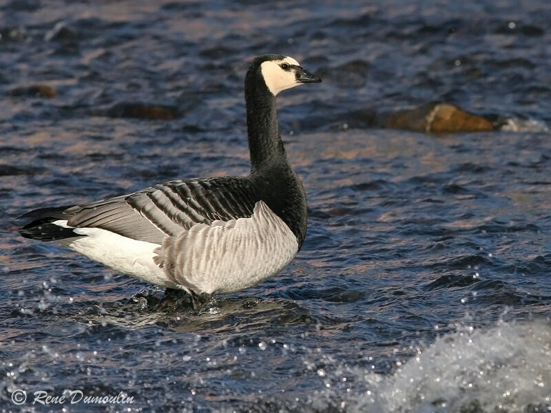 Barnacle Gooseadult, identification