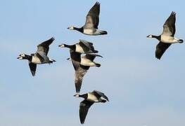 Barnacle Goose