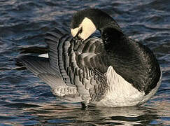 Barnacle Goose