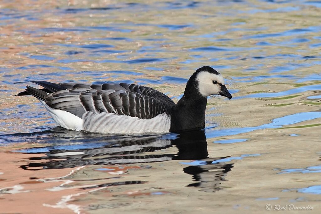 Barnacle Gooseadult, identification, swimming