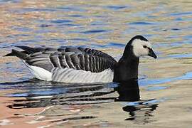 Barnacle Goose