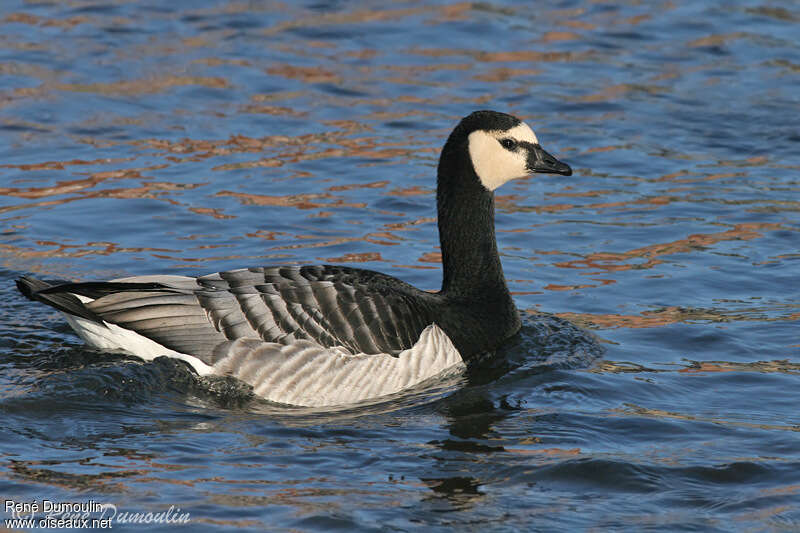 Barnacle Gooseadult, swimming