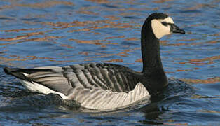 Barnacle Goose