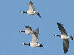 Barnacle Goose