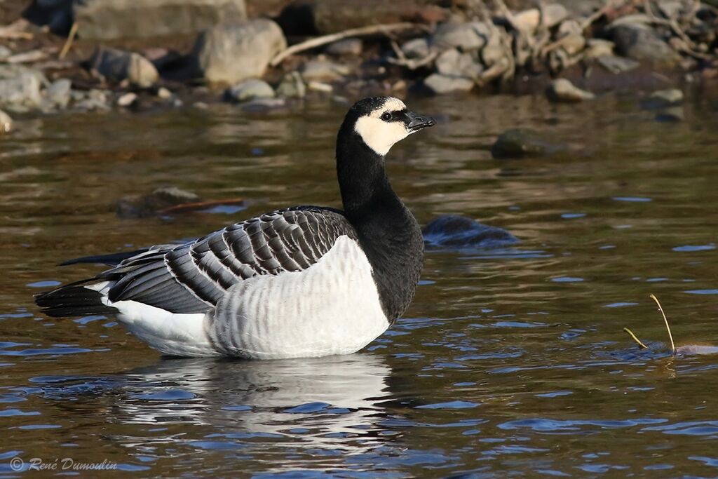 Barnacle Gooseadult, identification