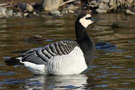 Barnacle Goose