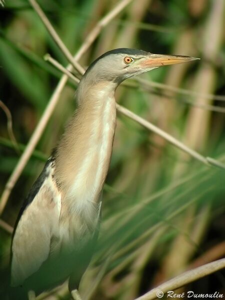 Little Bittern