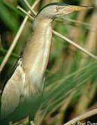 Little Bittern