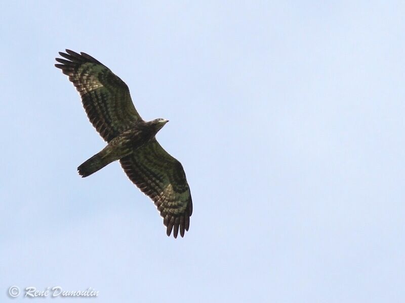 European Honey Buzzardjuvenile, Flight