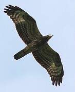 European Honey Buzzard