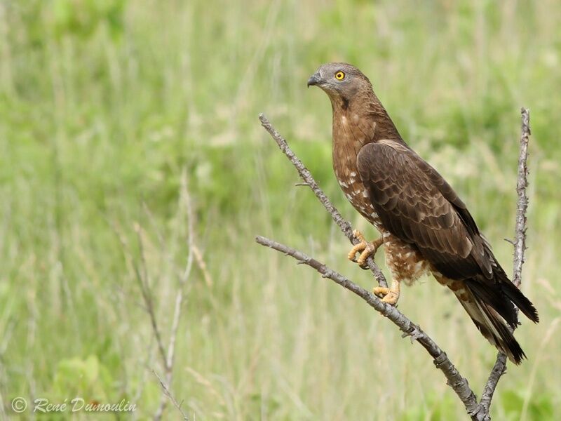 European Honey Buzzard male adult, identification