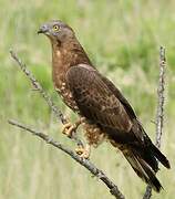 European Honey Buzzard