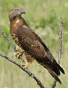 European Honey Buzzard