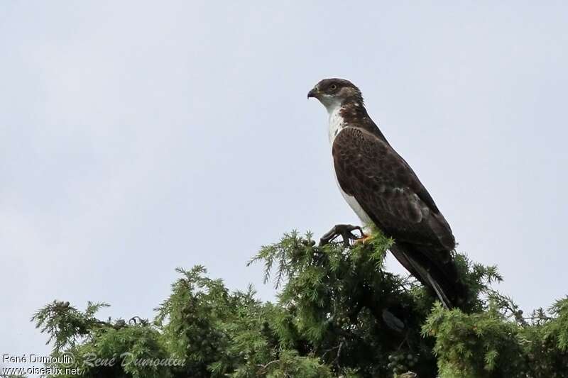 European Honey Buzzard male adult, pigmentation