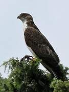 European Honey Buzzard