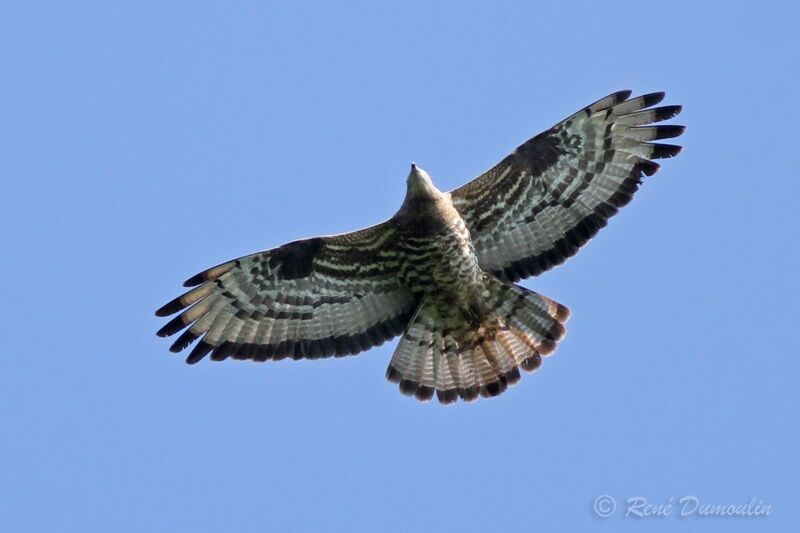 European Honey Buzzard male adult, Flight