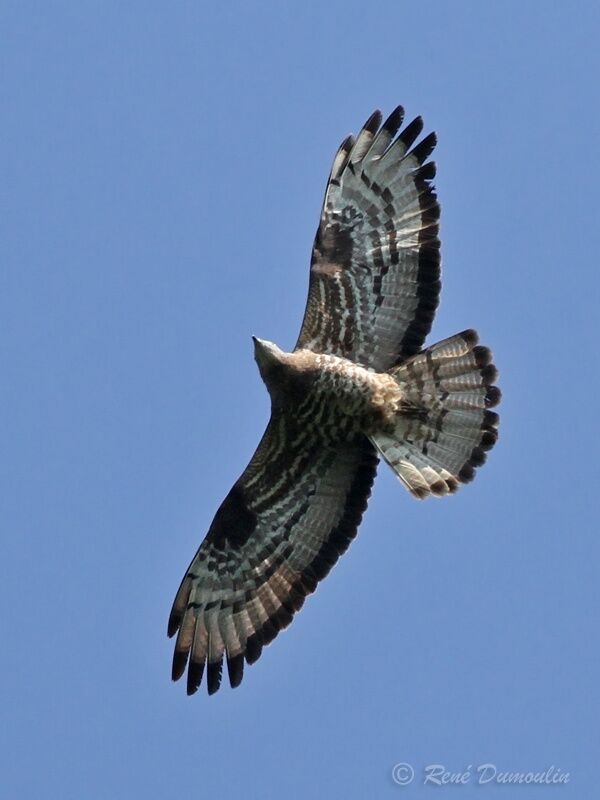 European Honey Buzzard male adult, Flight