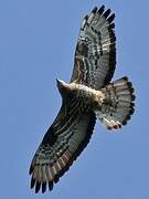 European Honey Buzzard